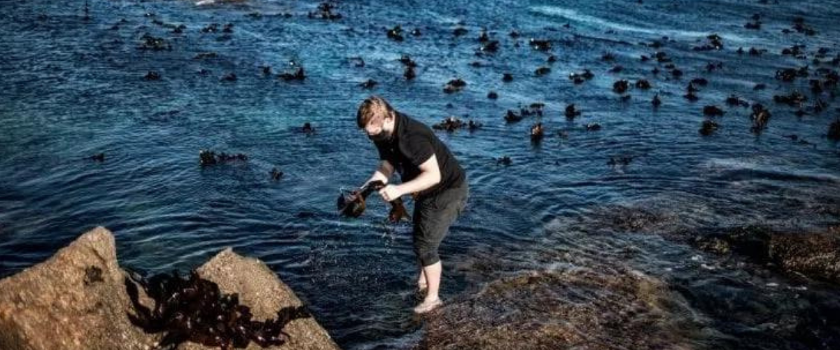 A person collecting seaweed in shallow coastal water.