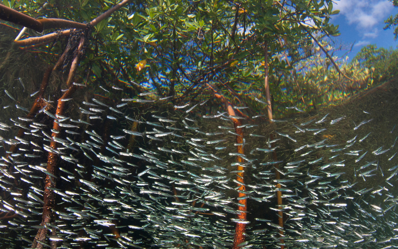 A shoal of small baitfish stay close to the shelter of the mangrove roots in Bimini, Bahamas.