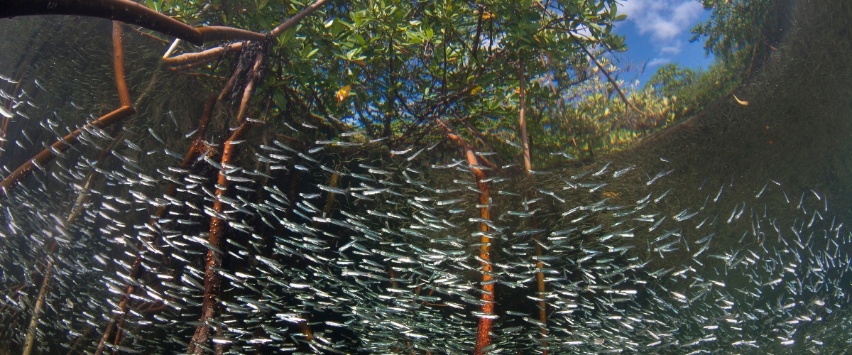 A shoal of small baitfish stay close to the shelter of the mangrove roots in Bimini, Bahamas.