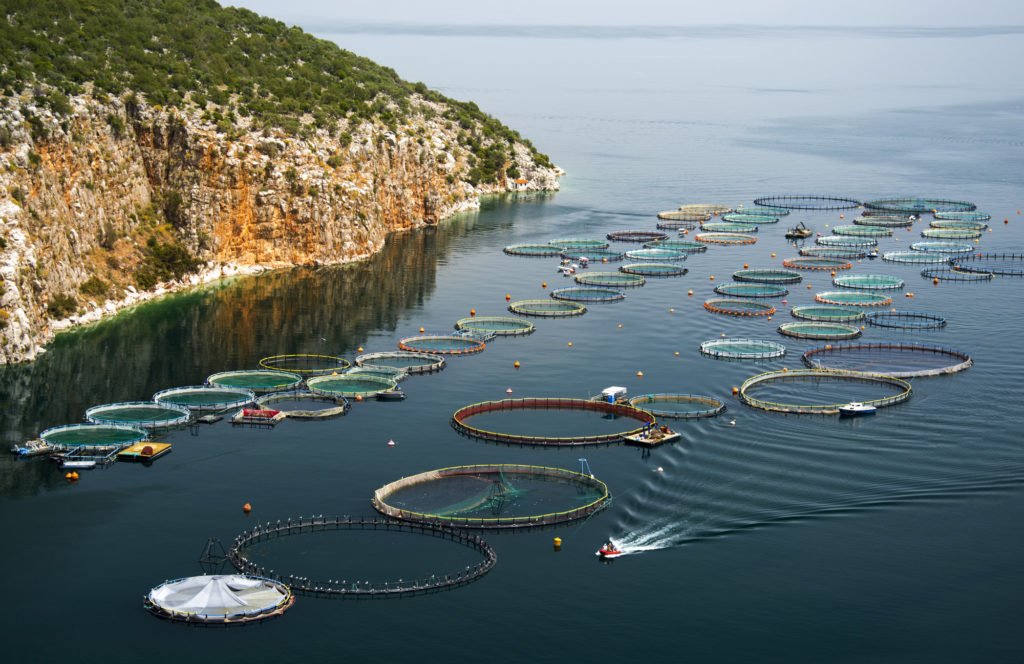 Aerial view of over 30 circular fish farm nets in the ocean.