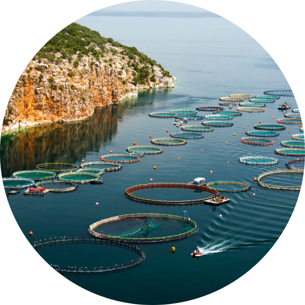 Overhead of round fish cages in the water.