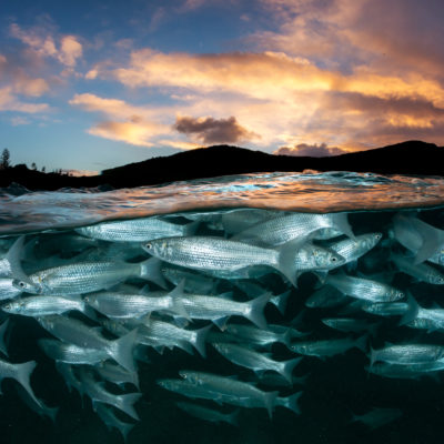 Shoal of fish swim at the water's surface as day breaks on the horizon.