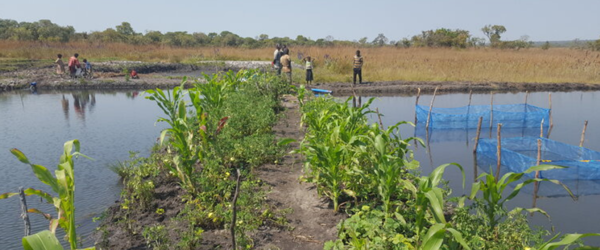 Pond dykes in Africa used for additional cropping.