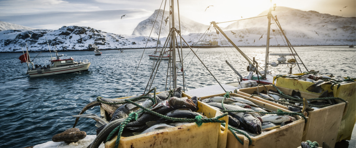 Crates of cod on the snowy harborside in Norway.