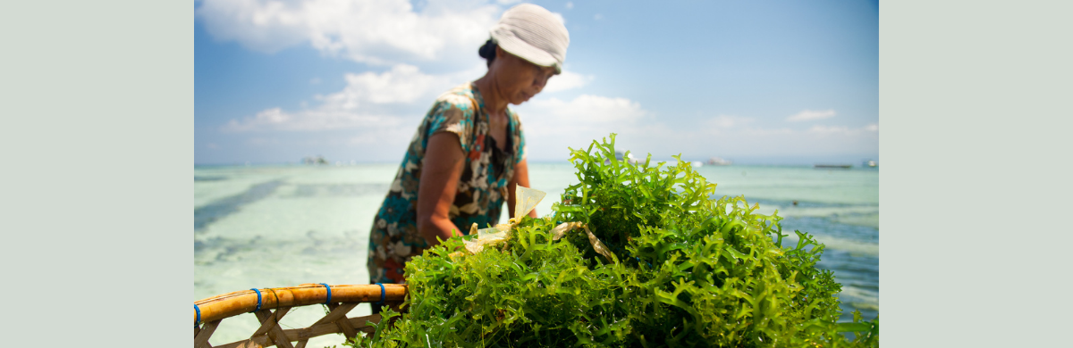A lady works fixing bundles of seaweed on a tropical beach.
