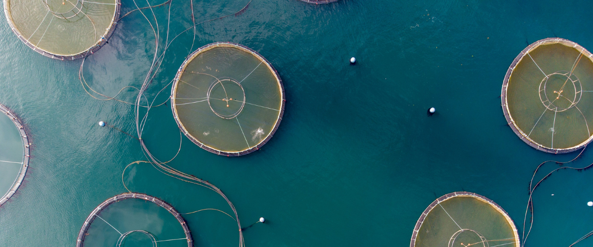 Aerial view of fish farms.