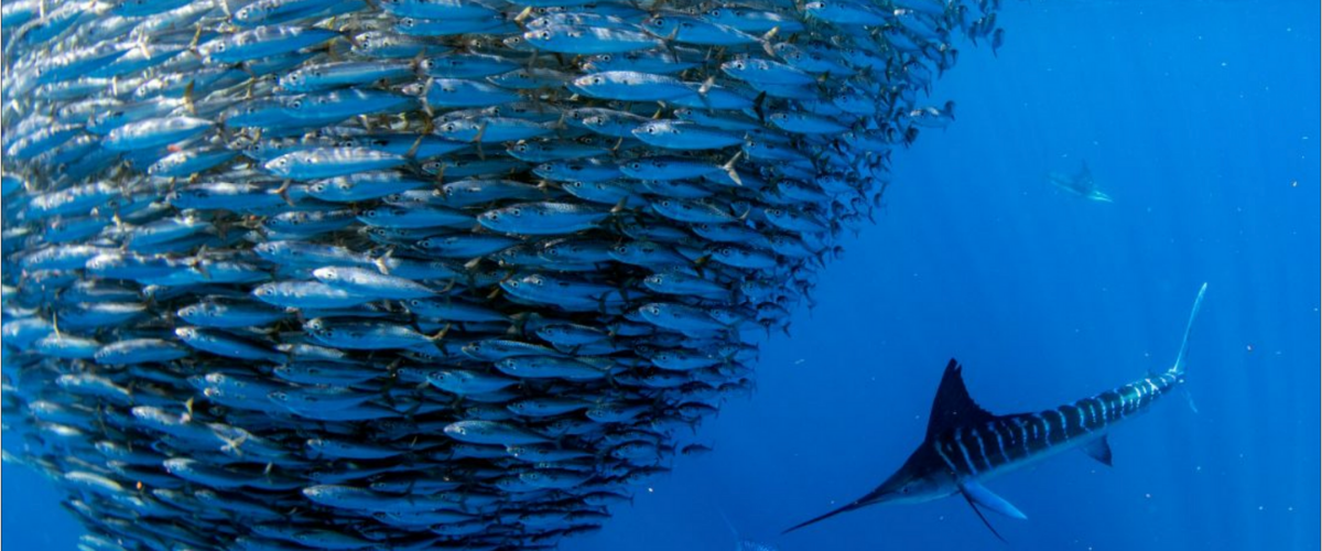 Dense school of sardines swirl next to a striped striped marlin.