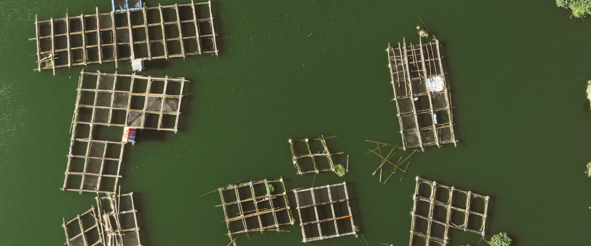White fish cages floating on green water.