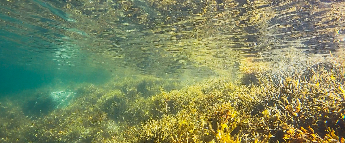 Serene underwater shot of seaweed and sea grass.