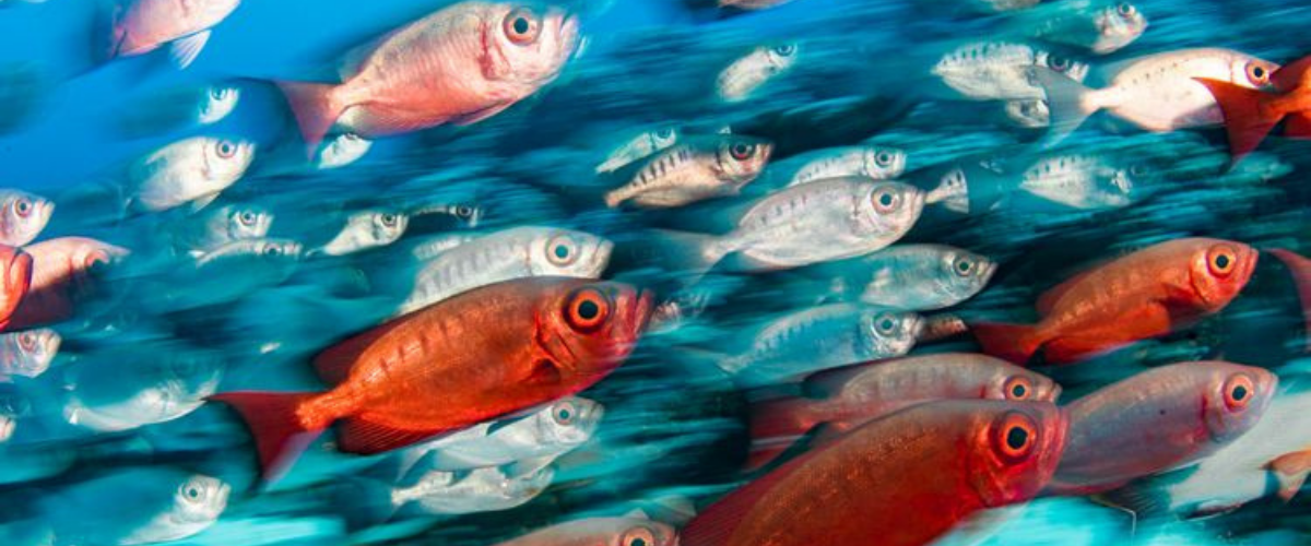 School of red and silver snapper fish.