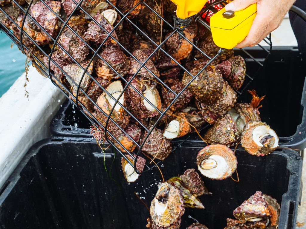 Person tips a cage of scallops into a bucket.