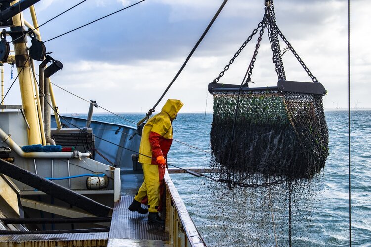 Fisher looks over side of the boat as fishing net is lifted from the ocean.